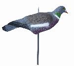 Pigeon(Haif Shell)