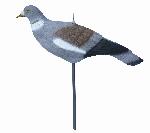 Pigeon(Haif Shell)